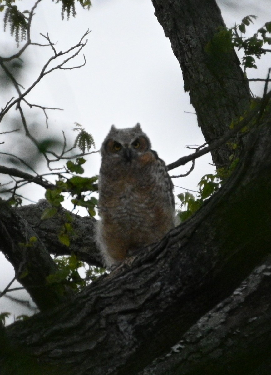 Great Horned Owl - ML618125737