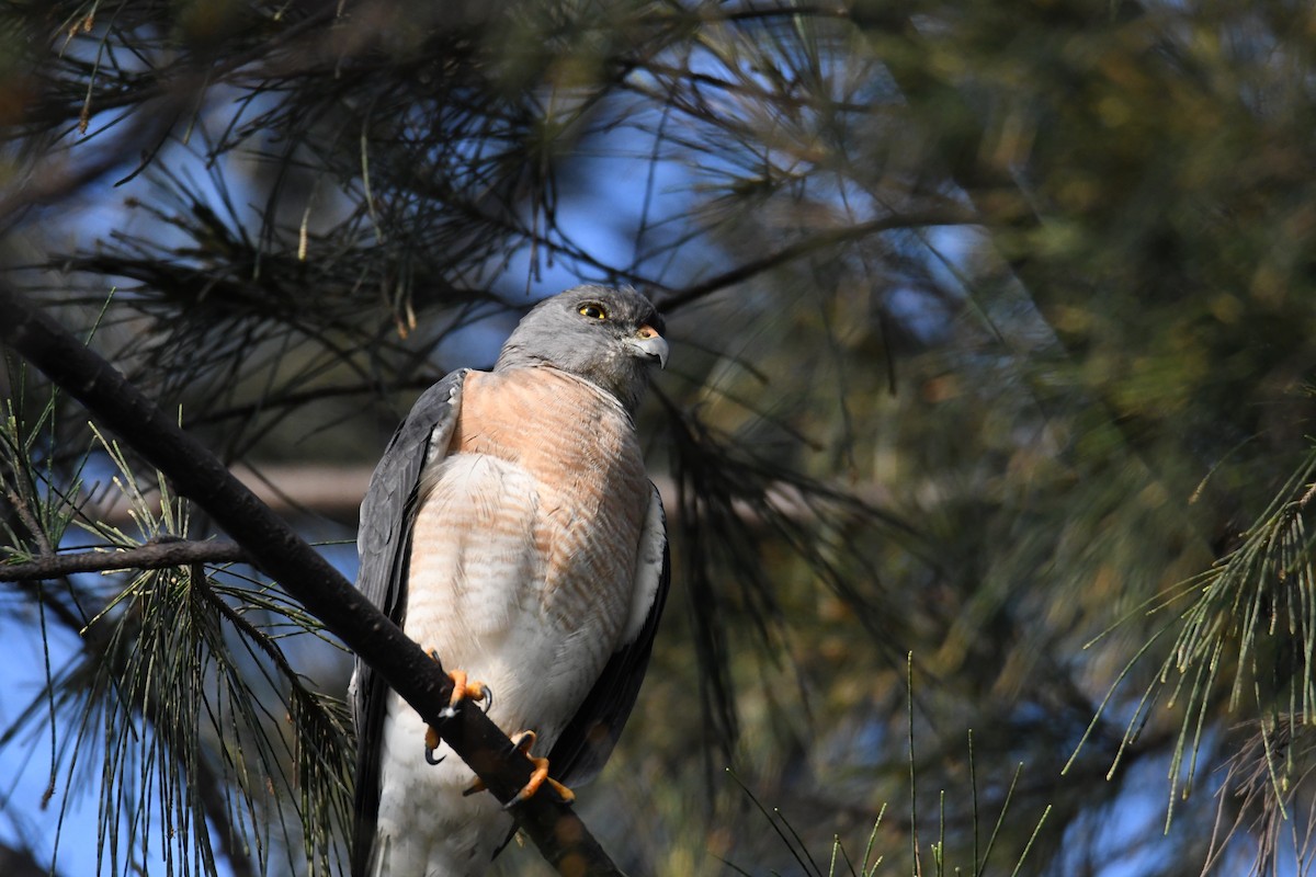 Chinese Sparrowhawk - Anonymous