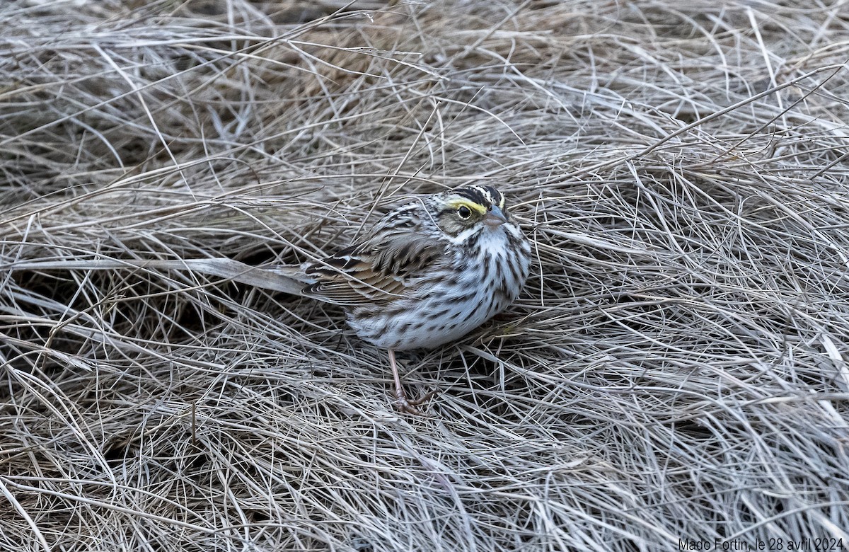 Savannah Sparrow - madeleine fortin
