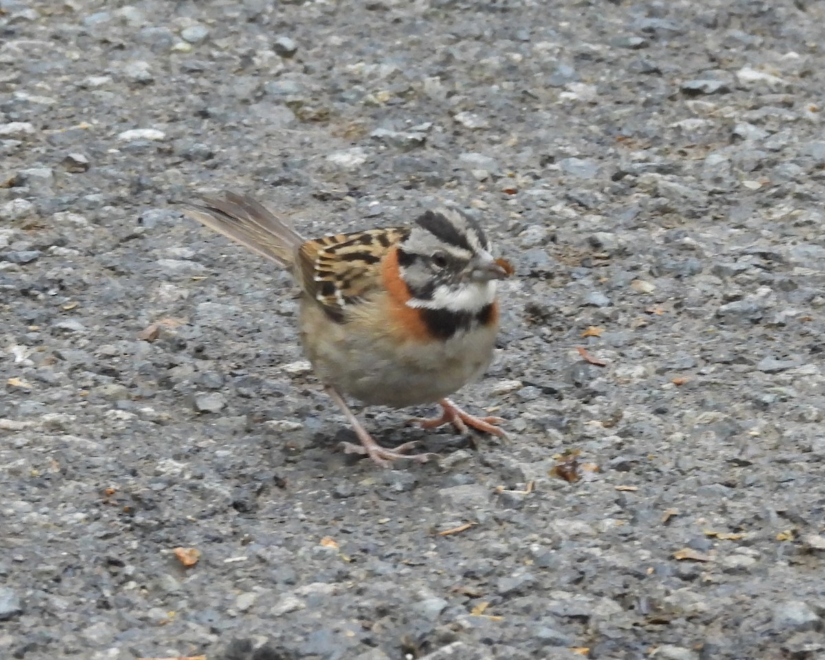 Rufous-collared Sparrow - ML618125816