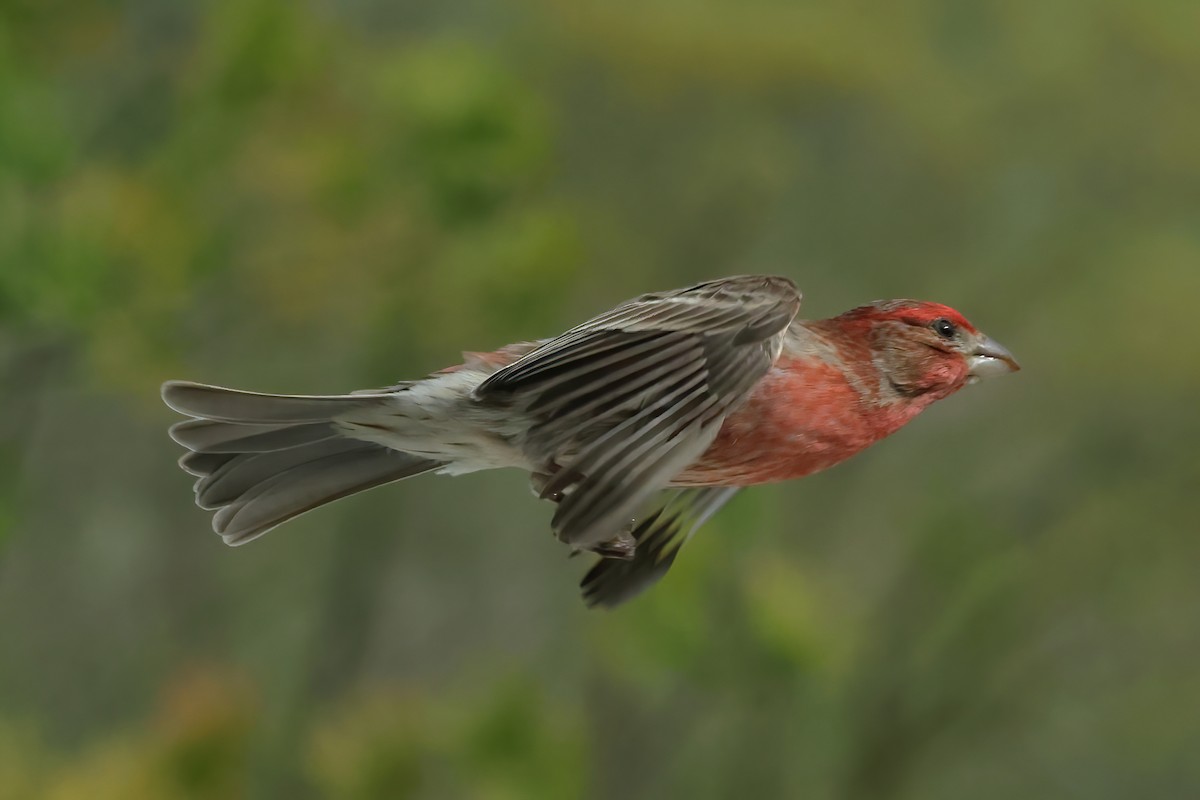 House Finch - Charlie Arp