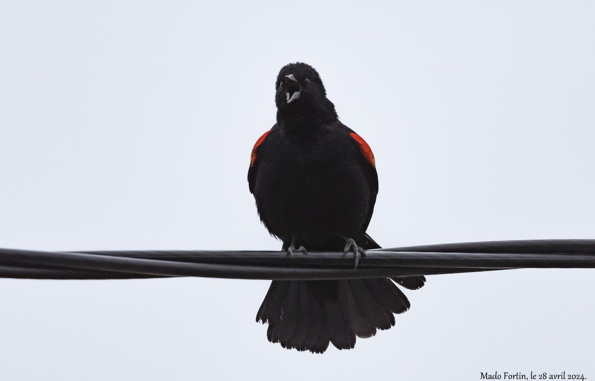 Red-winged Blackbird - madeleine fortin