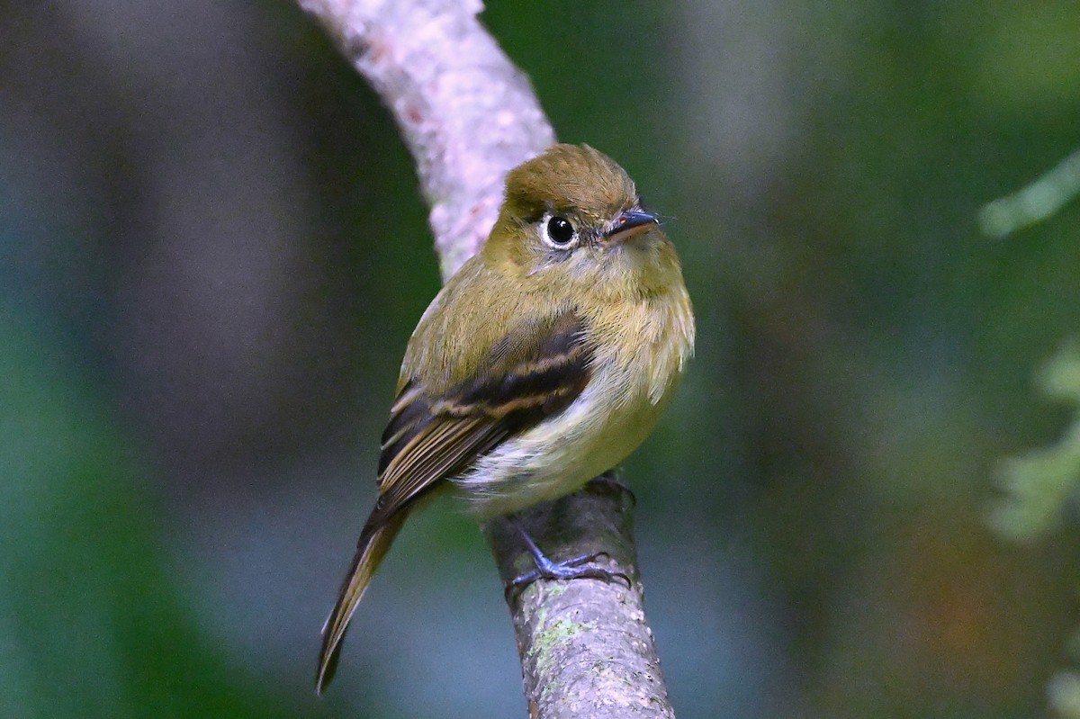 Yellowish Flycatcher - André Lanouette