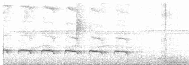 Weißbinden-Ameisenvogel - ML618125914