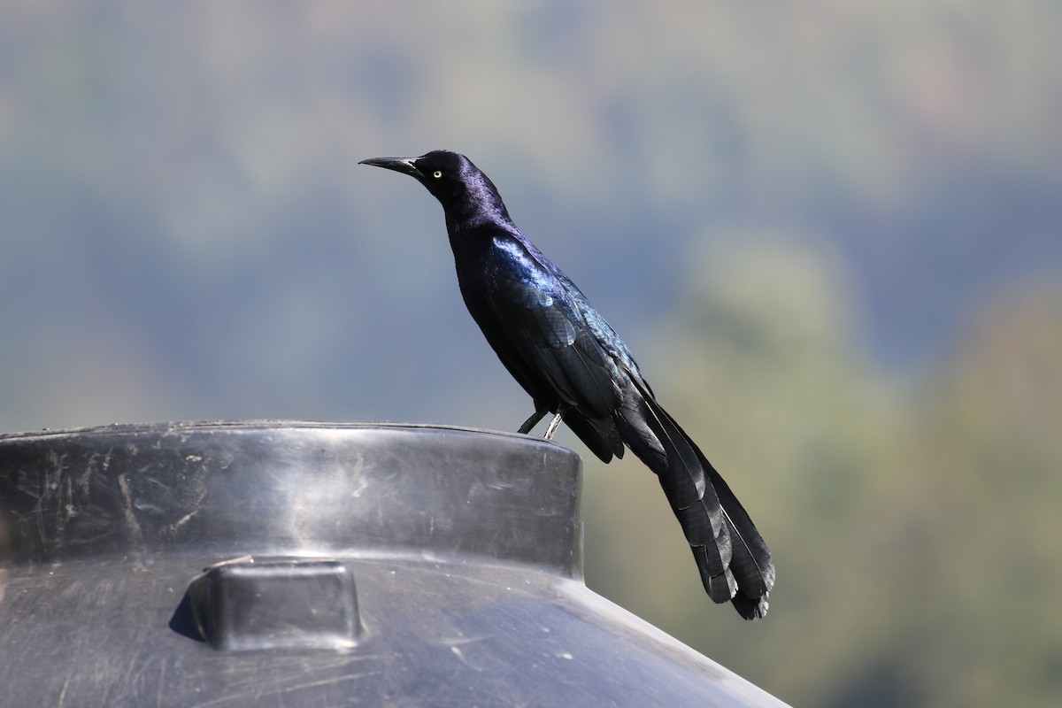 Great-tailed Grackle - ML618125926