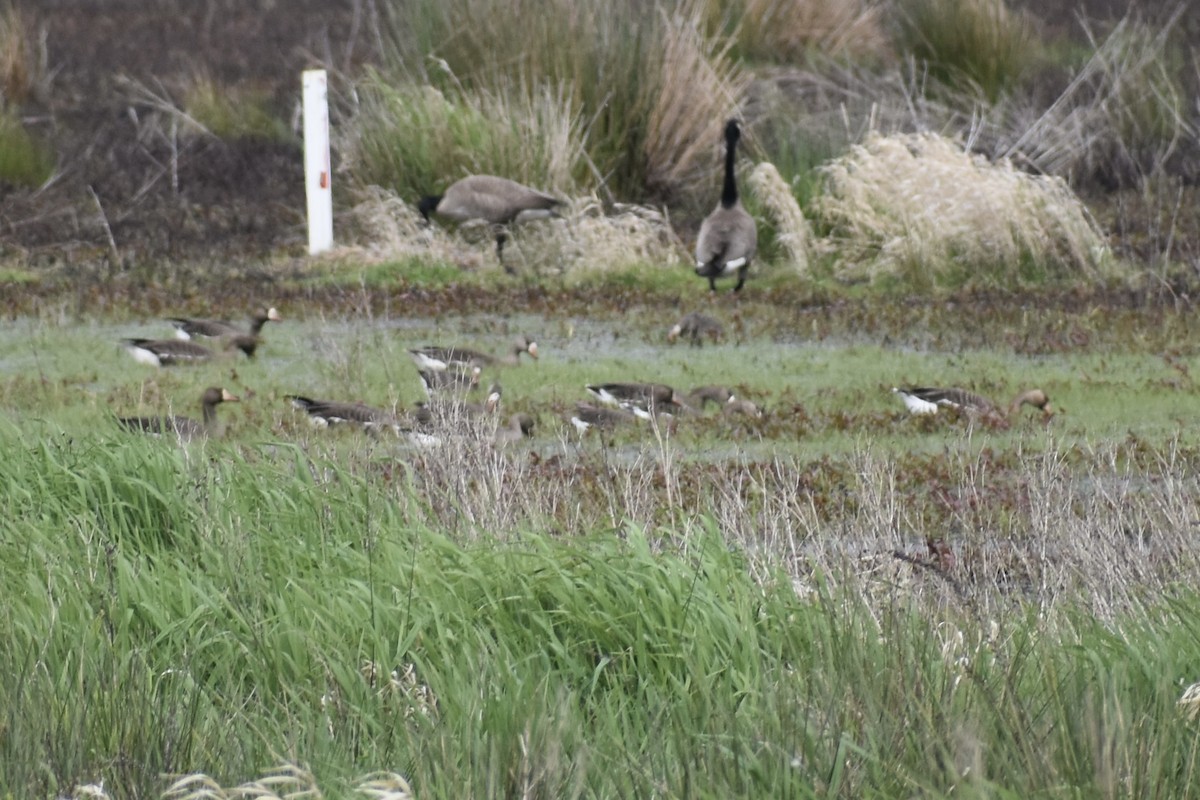 Greater White-fronted Goose - ML618125975