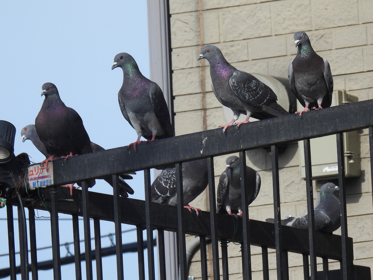 Rock Pigeon (Feral Pigeon) - ML618125983