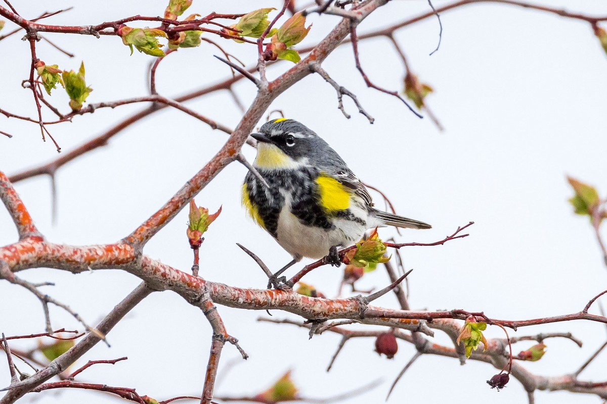 Yellow-rumped Warbler (Myrtle x Audubon's) - ML618125992