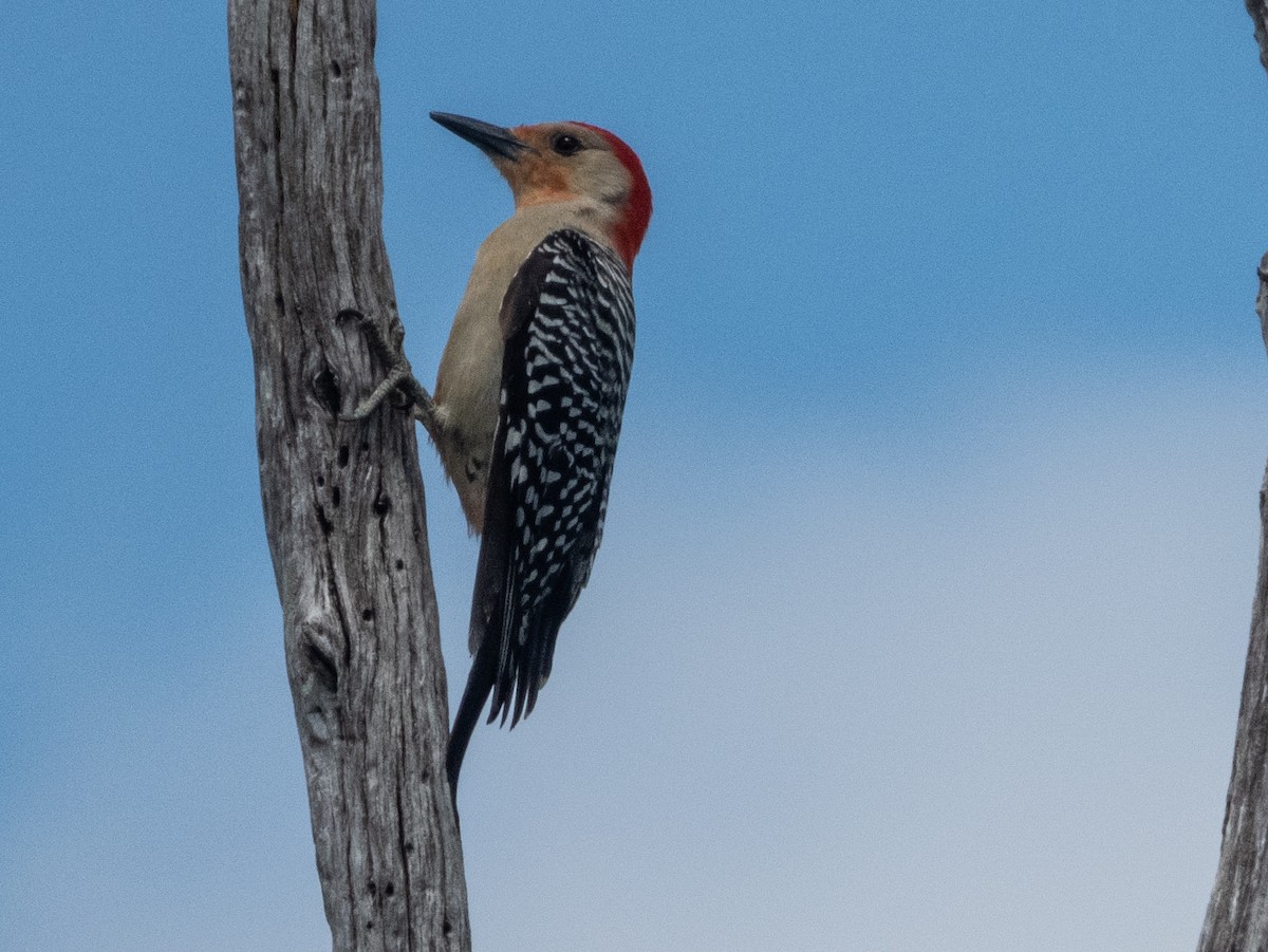 Red-bellied Woodpecker - Ann Larson