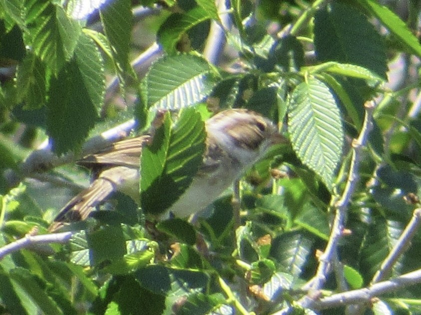 Clay-colored Sparrow - Shawn Johnson