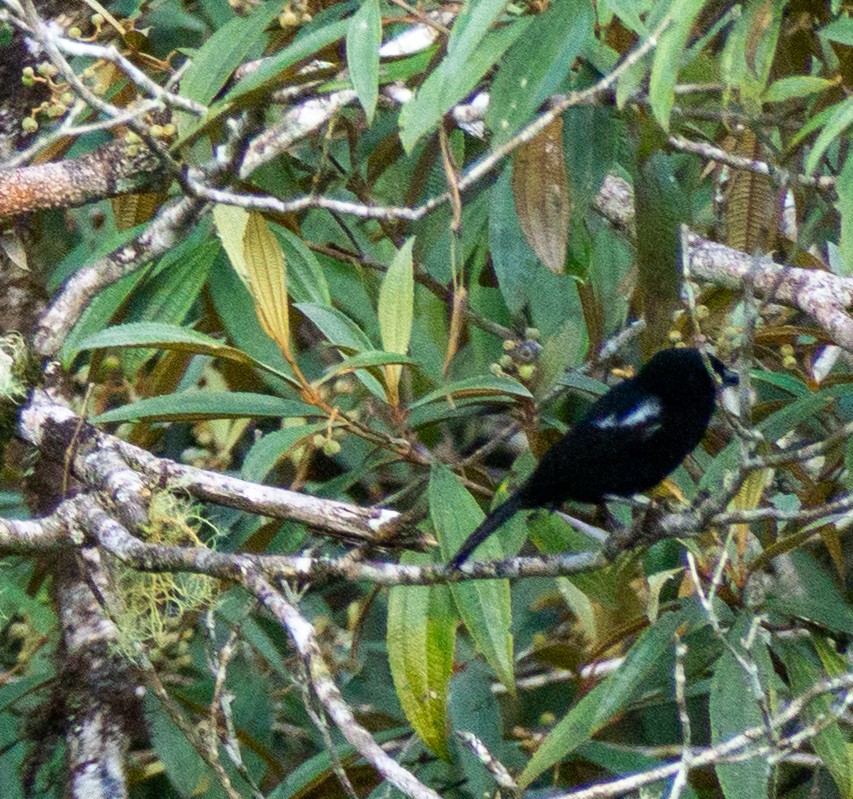 White-shouldered Tanager - ML618126047