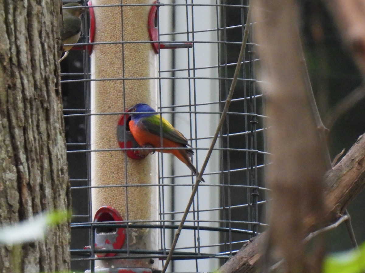 Painted Bunting - ML618126058