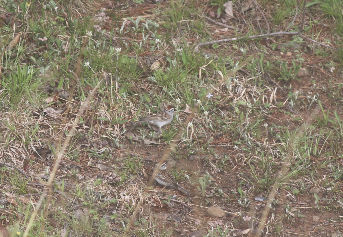 Chipping Sparrow - ML618126061