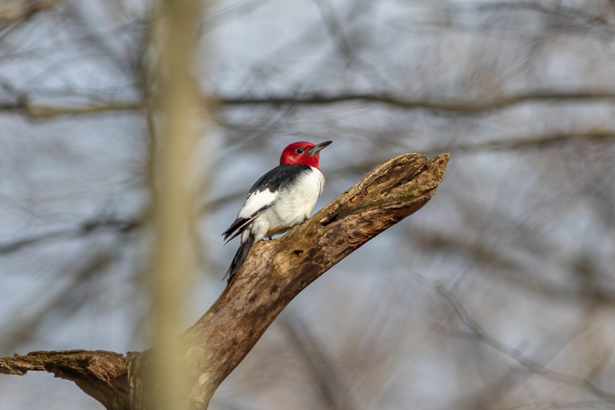 Red-headed Woodpecker - Brenton Reyner