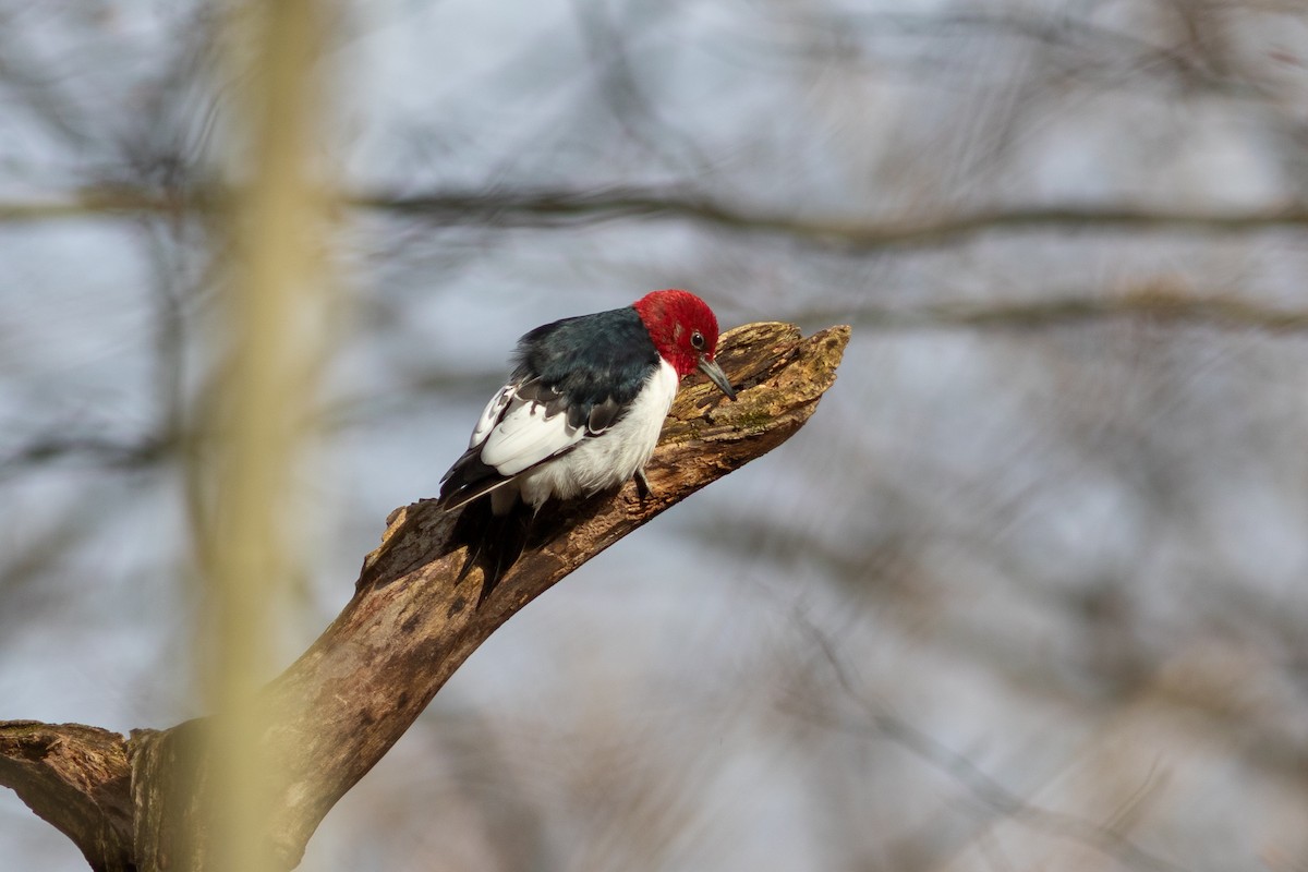 Red-headed Woodpecker - Brenton Reyner