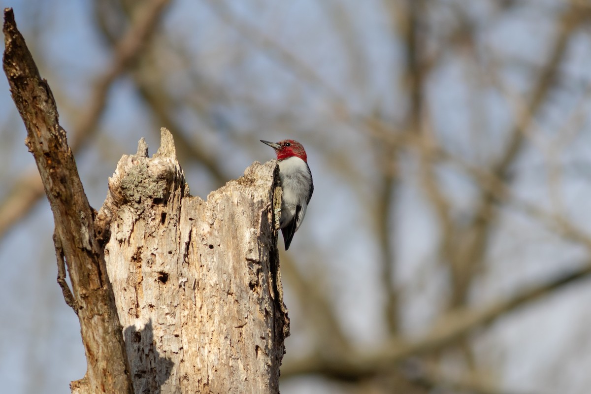 Red-headed Woodpecker - ML618126086