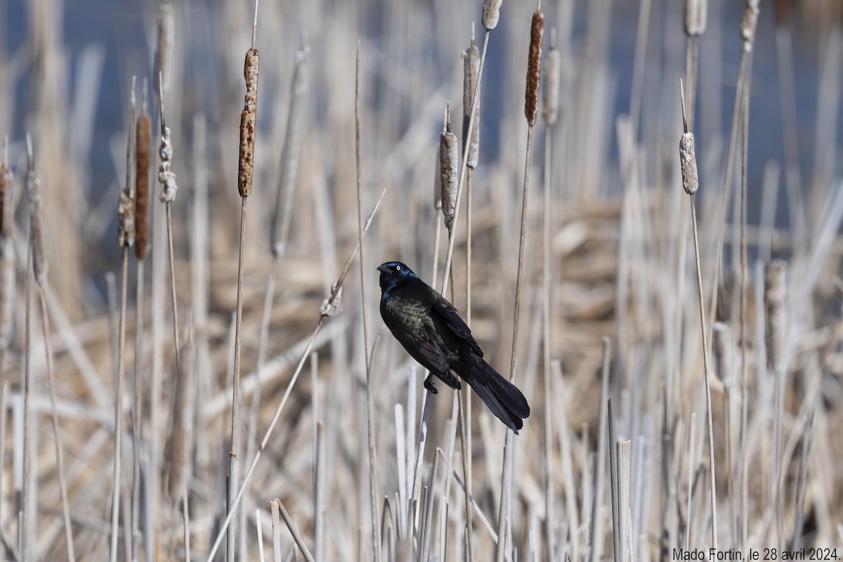 Common Grackle - madeleine fortin