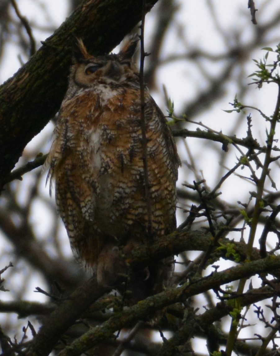 Great Horned Owl - ML618126102