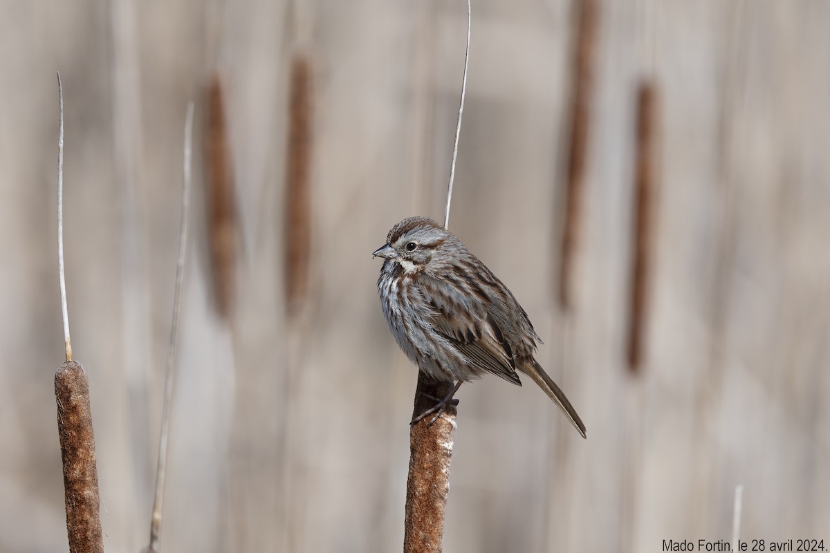 Song Sparrow - madeleine fortin