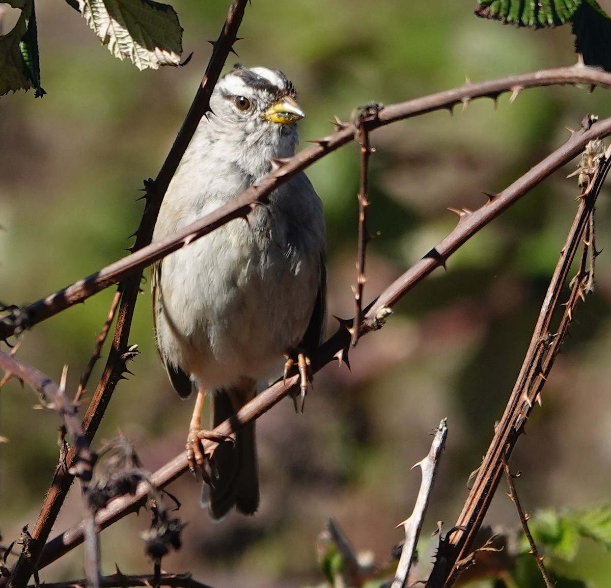 White-crowned Sparrow - ML618126137