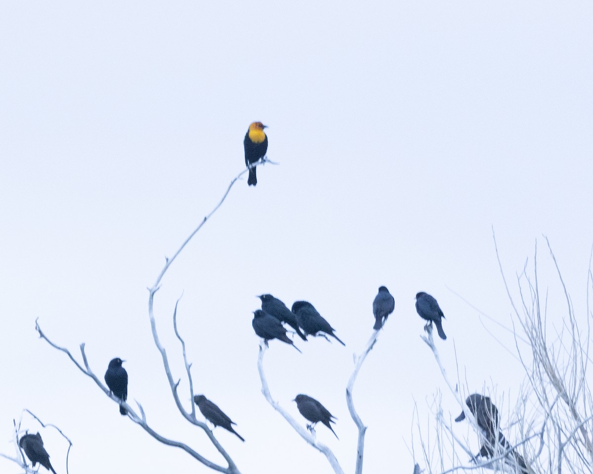 Yellow-headed Blackbird - ML618126162