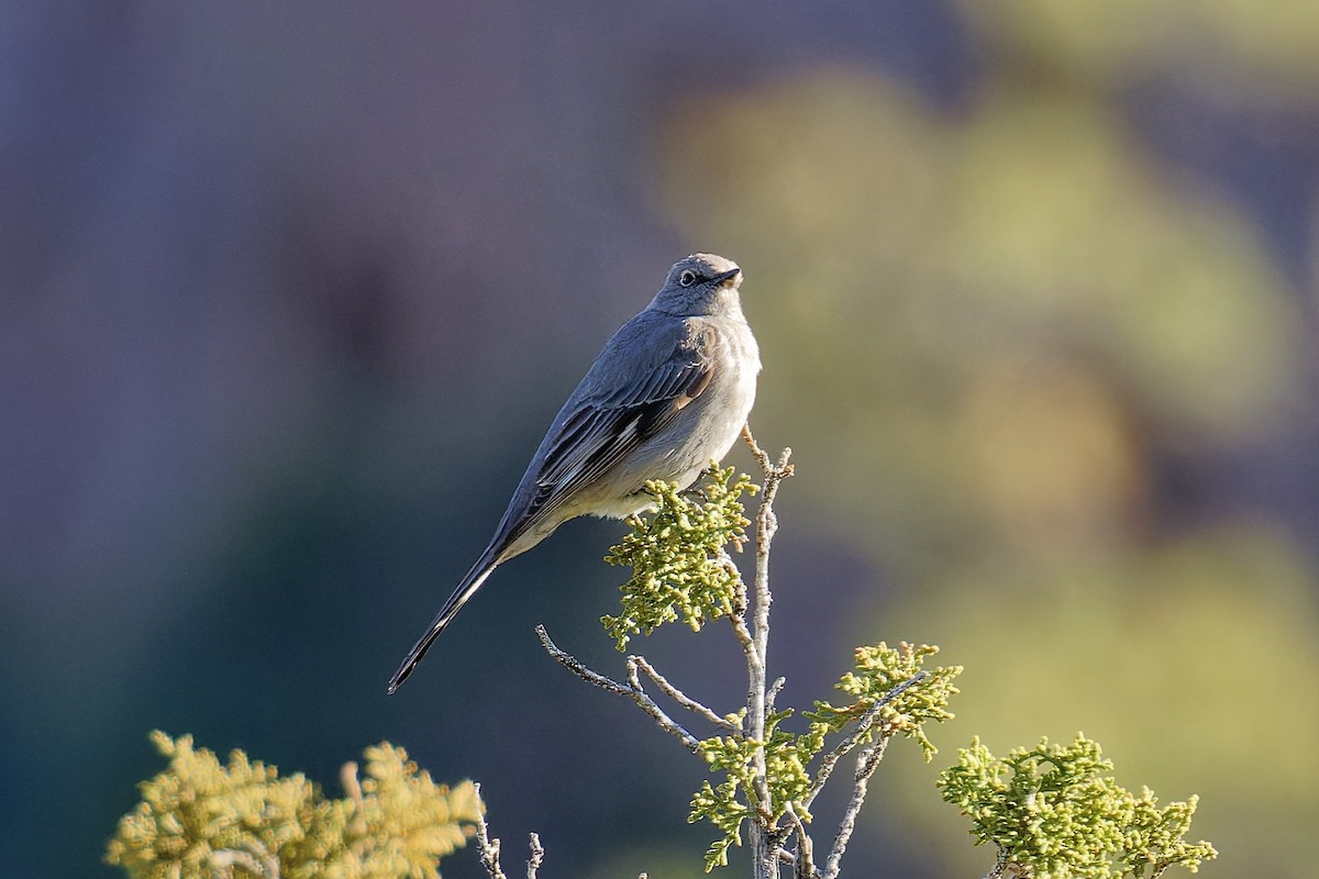 Townsend's Solitaire - ML618126163