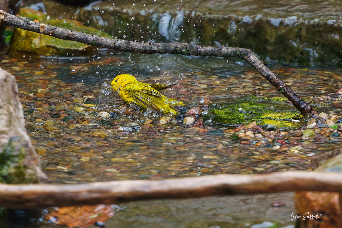 Yellow Warbler - ML618126197