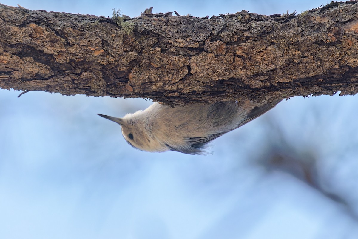 White-breasted Nuthatch - ML618126207