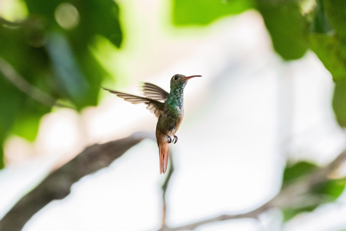 kolibřík yukatanský - ML618126244