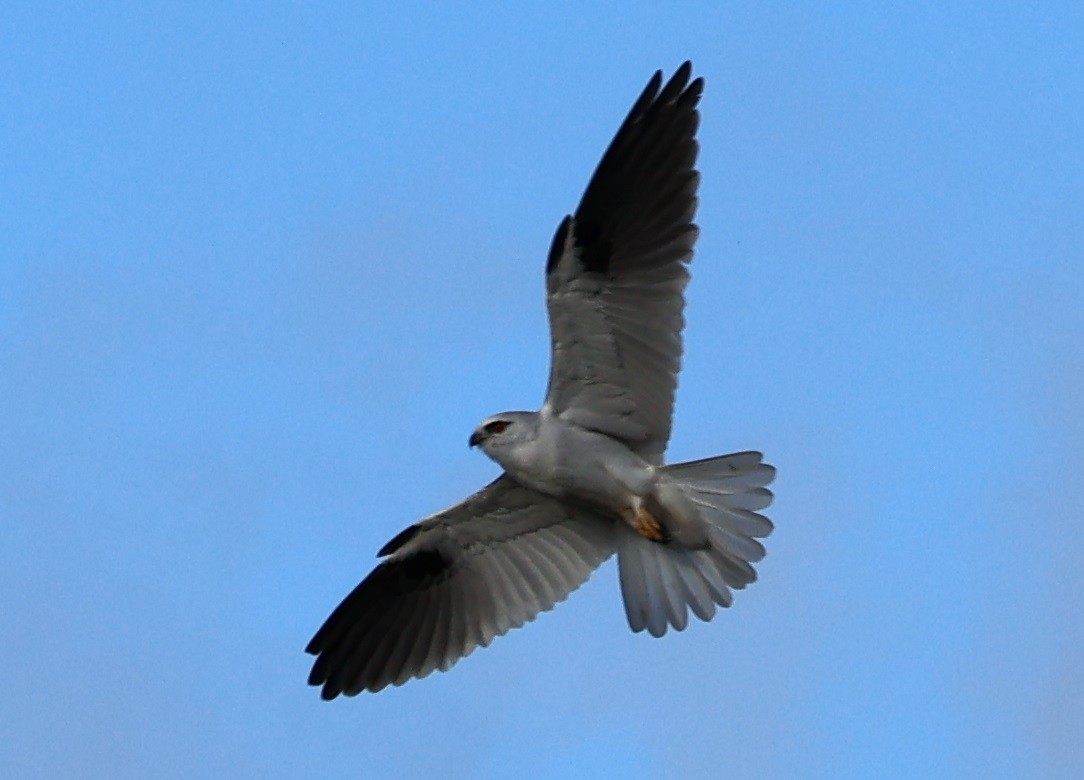 Black-shouldered Kite - Kelli Messer