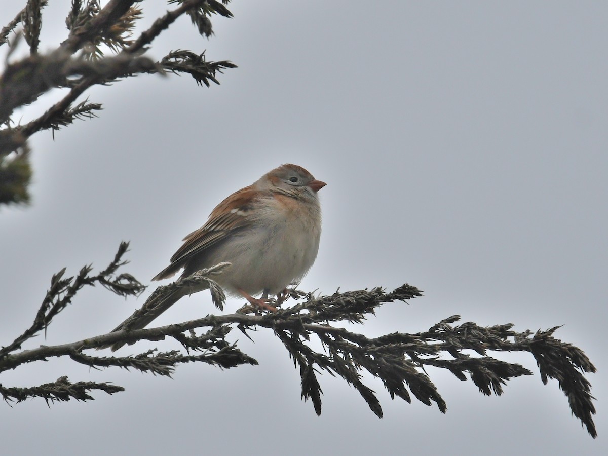 Field Sparrow - Martin Bourbeau