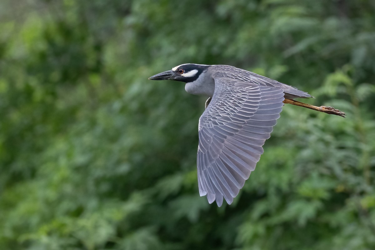 Yellow-crowned Night Heron - Mark Moeller