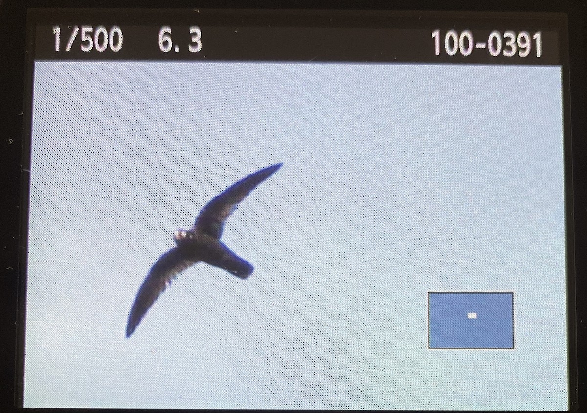 Spot-fronted Swift - ML618126311