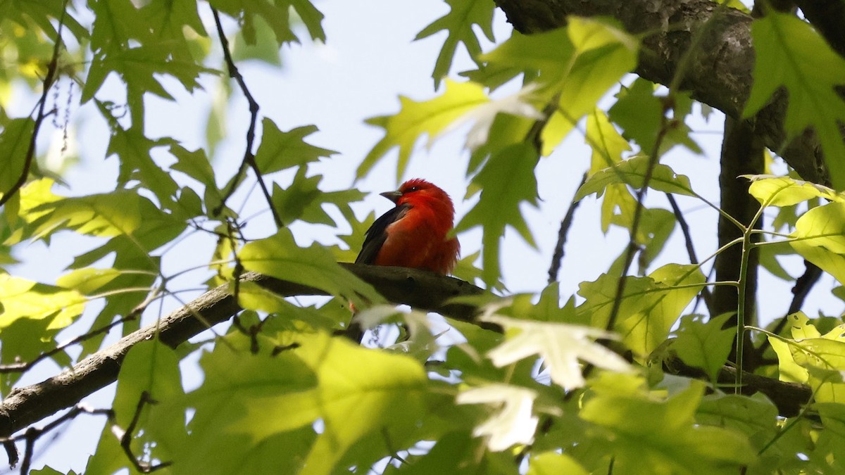 Scarlet Tanager - ML618126313