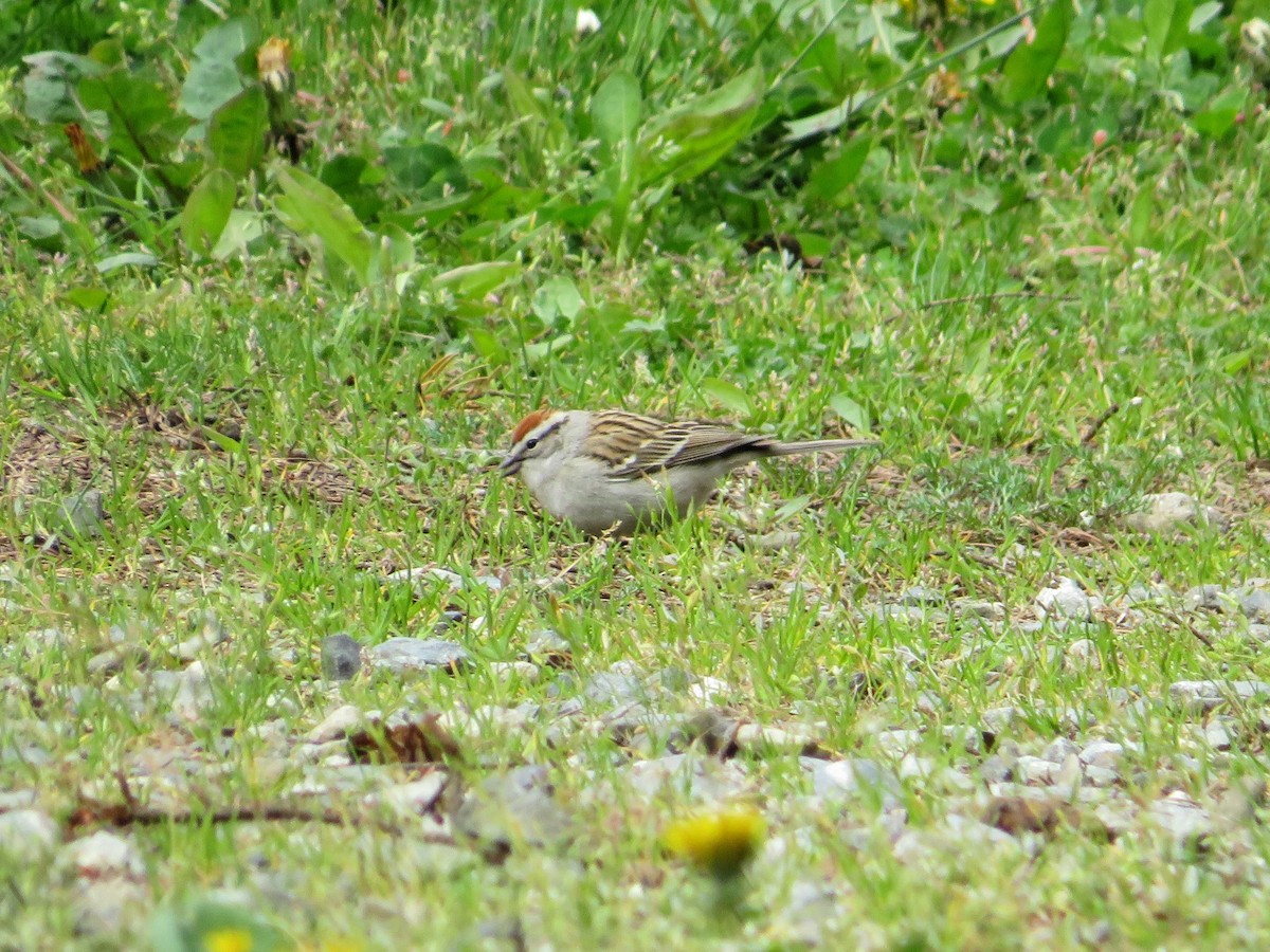 Chipping Sparrow - ML618126314