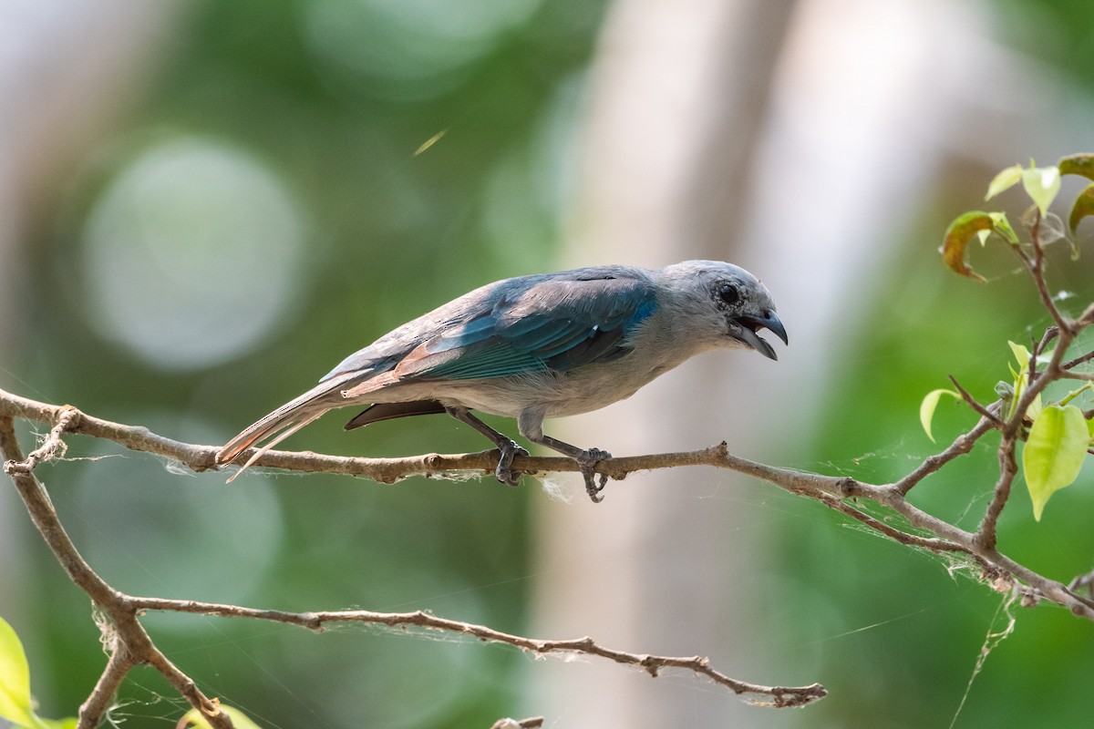 Blue-gray Tanager - ML618126324