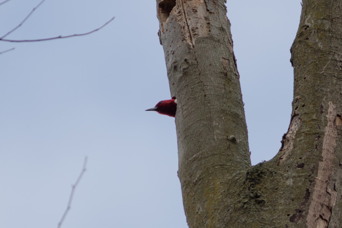 Red-headed Woodpecker - ML618126332