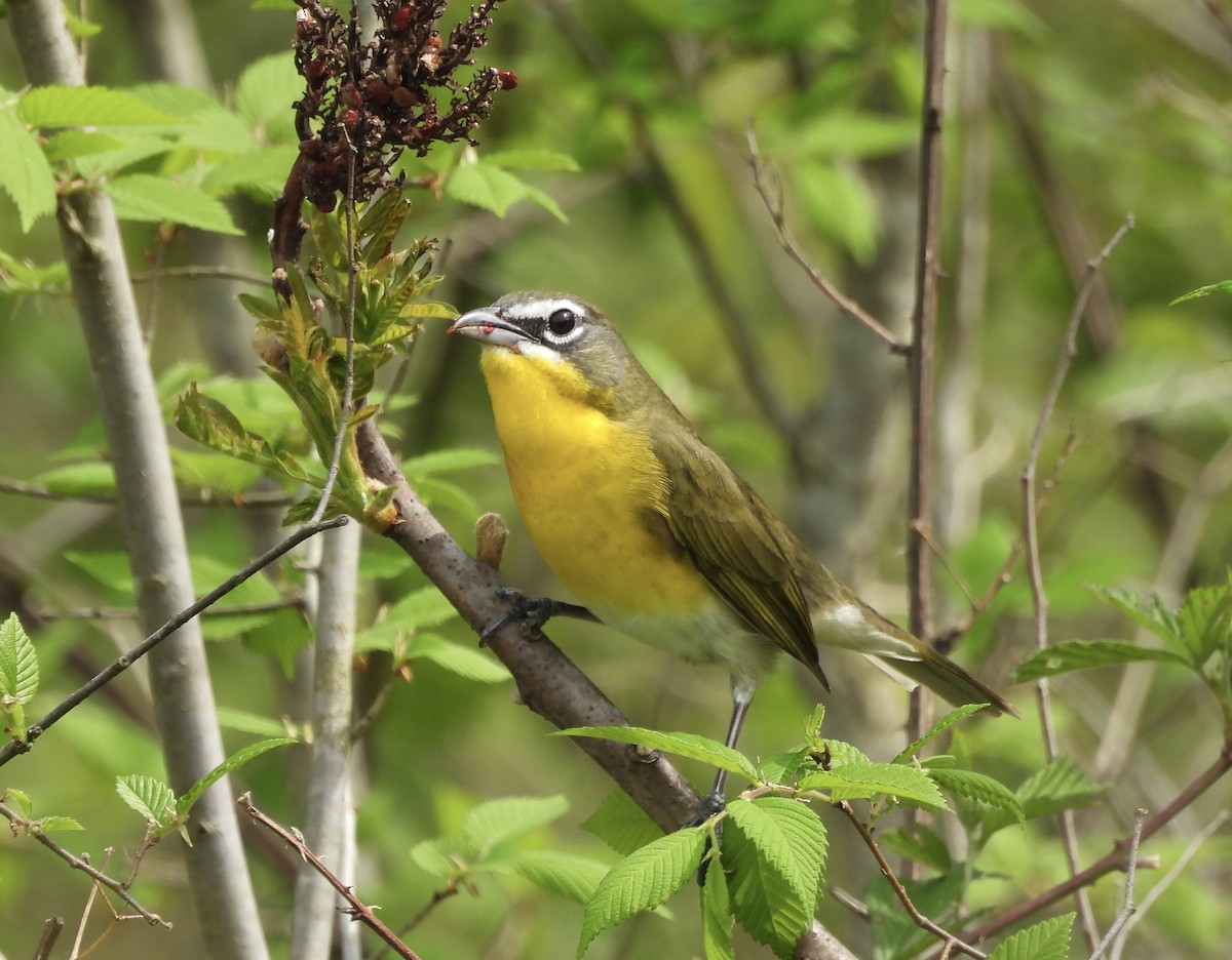 Yellow-breasted Chat - ML618126389