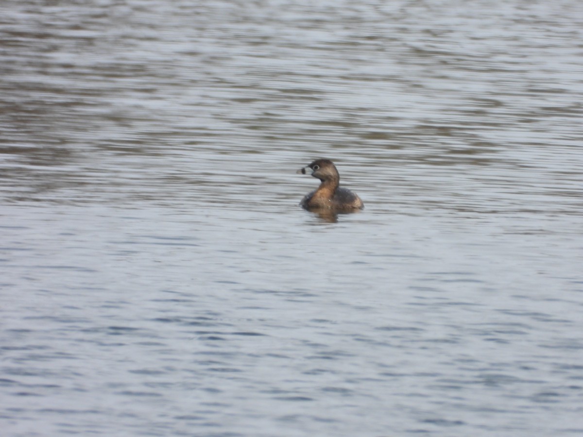 Pied-billed Grebe - Denis Provencher COHL