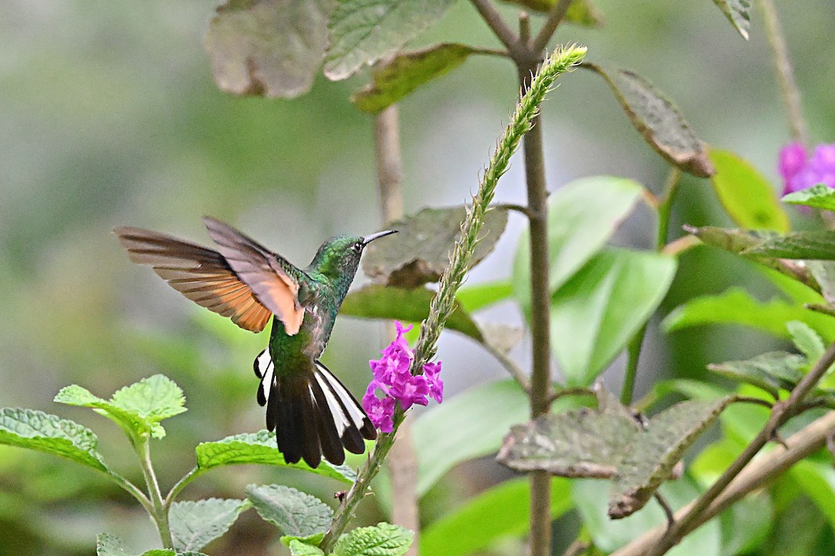 Stripe-tailed Hummingbird - ML618126425