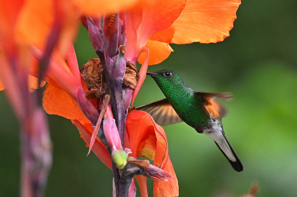 Stripe-tailed Hummingbird - André Lanouette