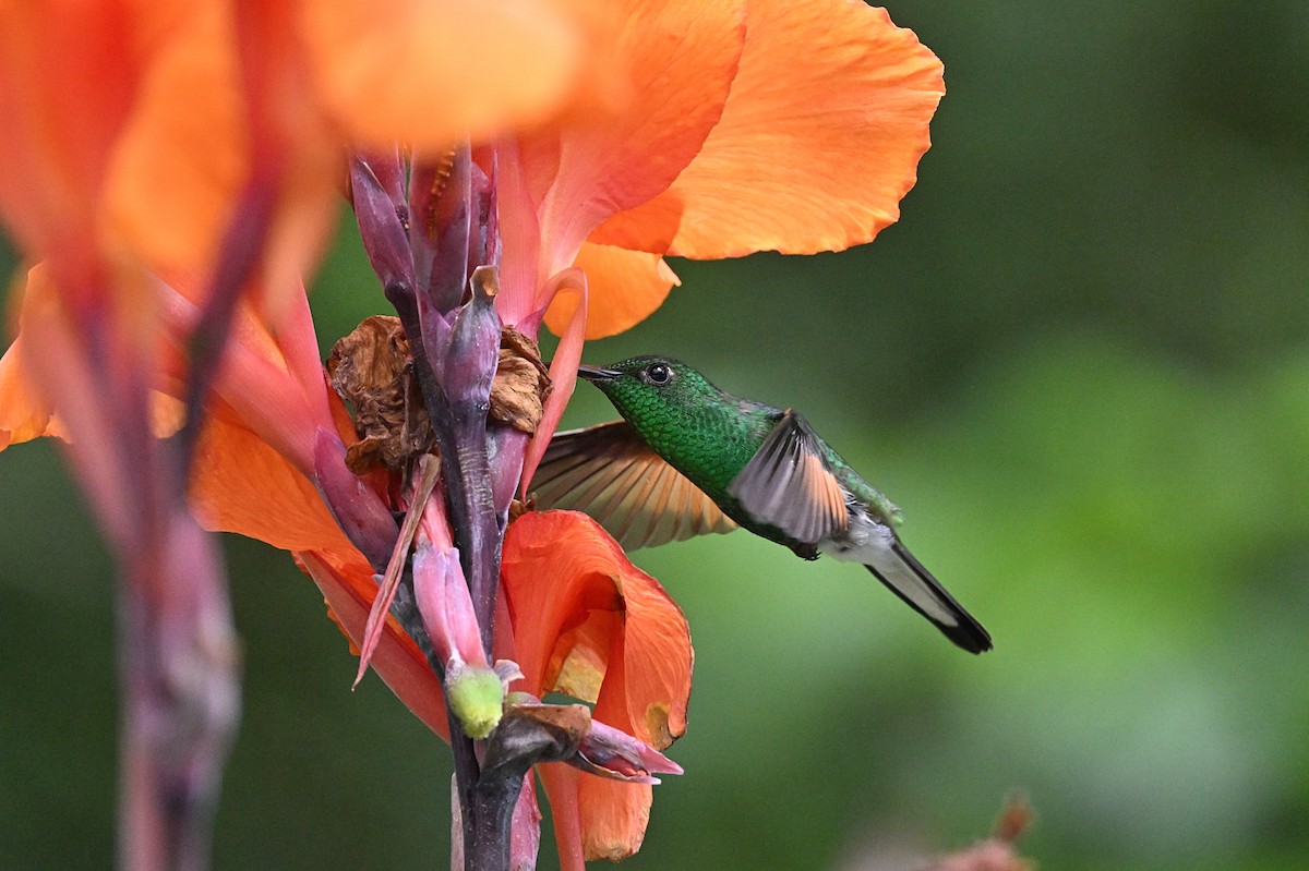 Stripe-tailed Hummingbird - ML618126431