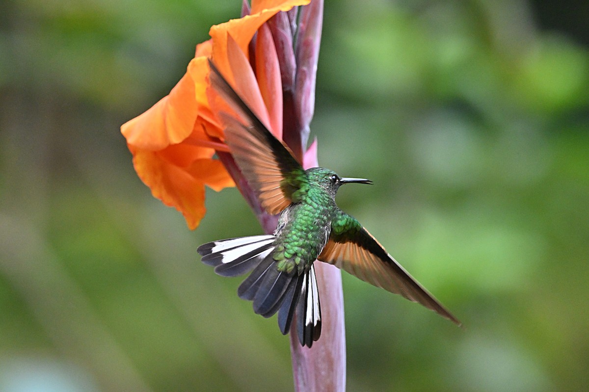 Stripe-tailed Hummingbird - ML618126434
