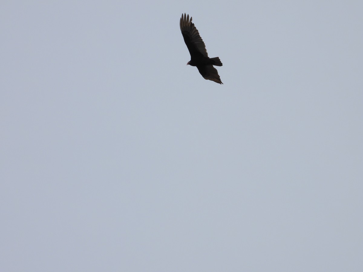 Turkey Vulture - Denis Provencher COHL