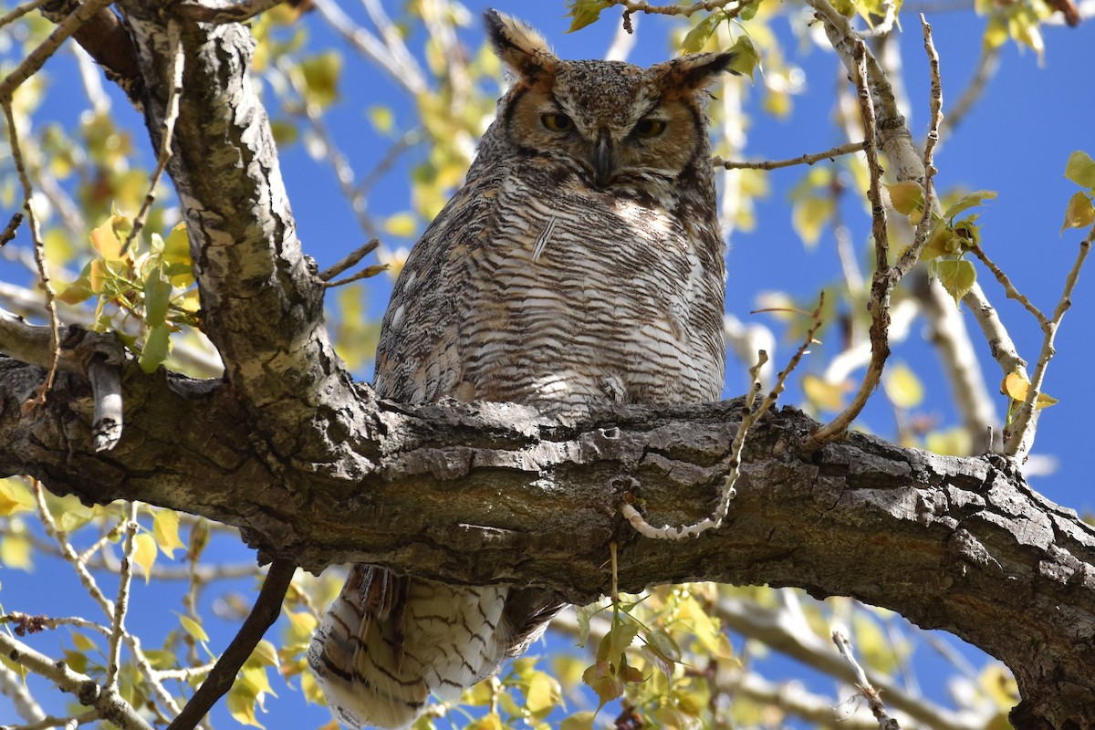 Great Horned Owl - ML618126497