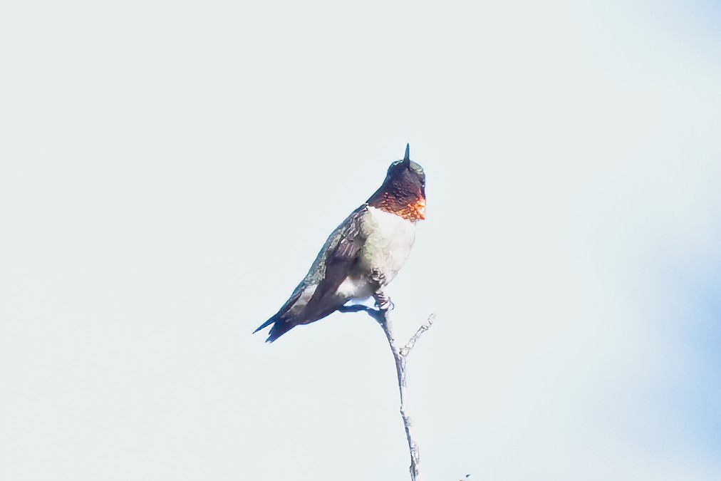 Ruby-throated Hummingbird - ML618126499
