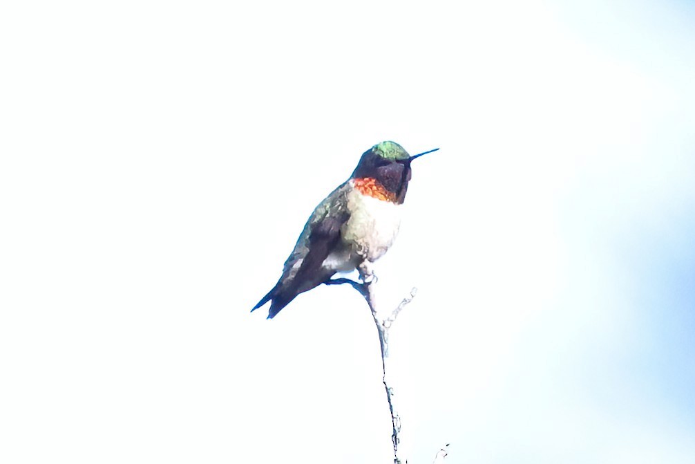 Ruby-throated Hummingbird - ML618126503