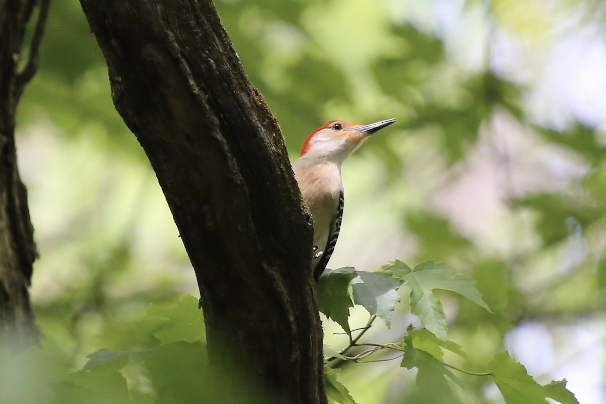 Red-bellied Woodpecker - Emma Herald and Haley Boone