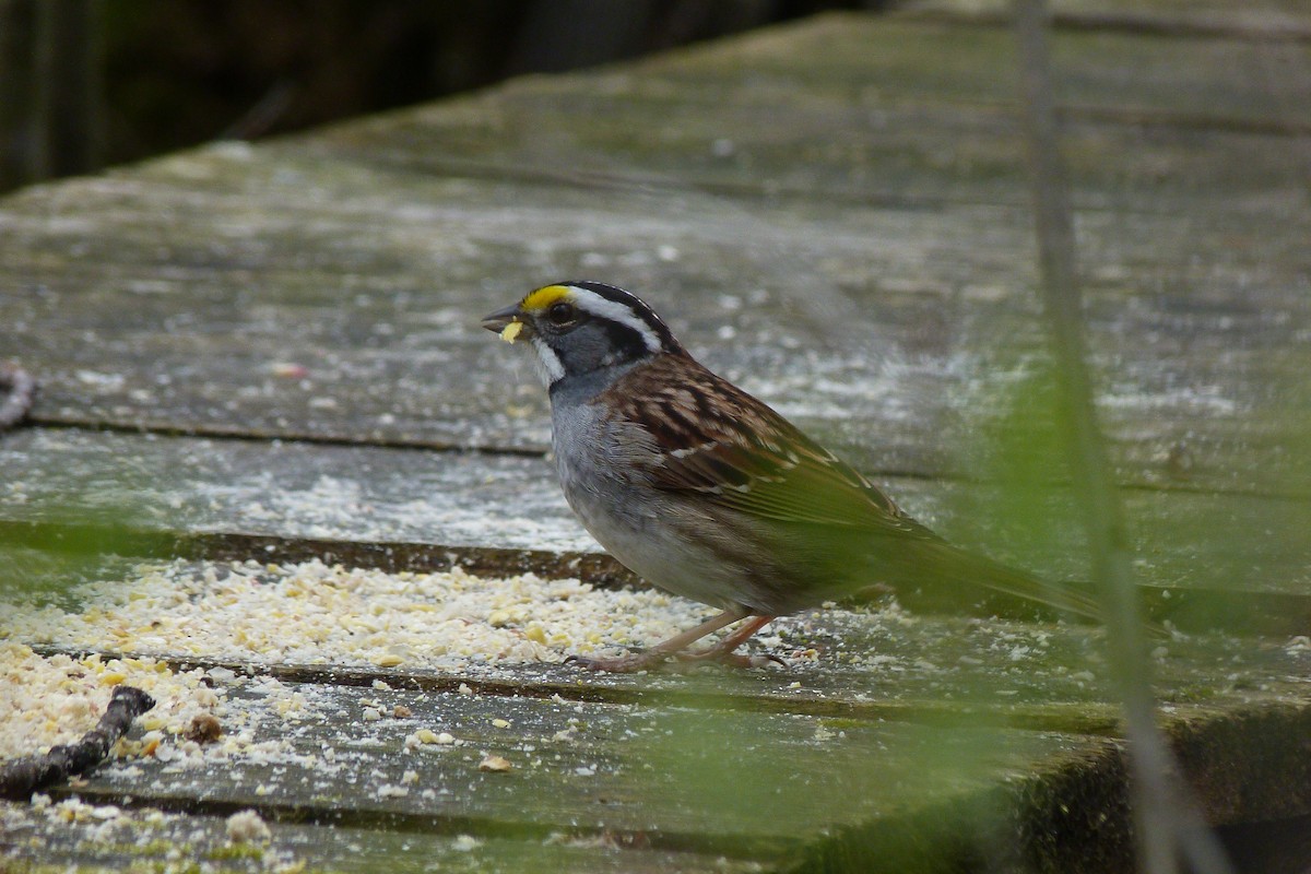 White-throated Sparrow - Thaddeus Wilson