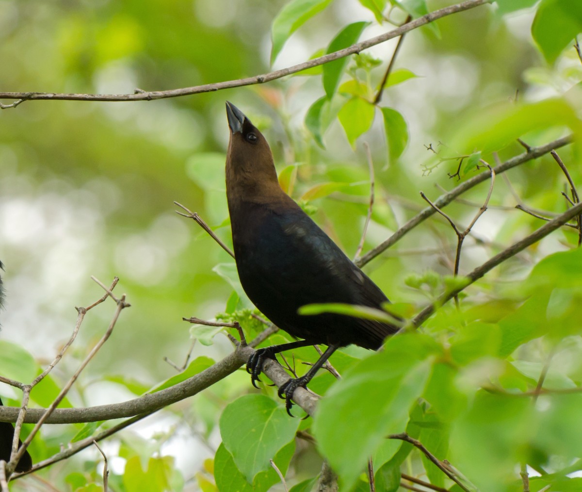 Brown-headed Cowbird - Jack and Shirley Foreman